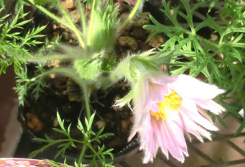 セイヨウオキナグサ プルサティラの花は ブーケ