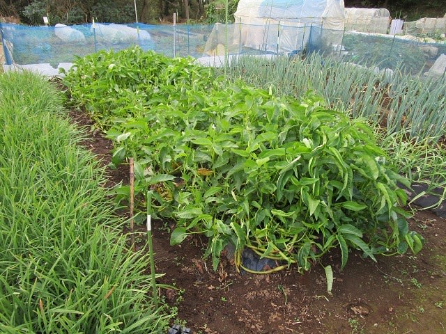 11月5日 空芯菜の撤収作業をしました ビギナーの家庭菜園