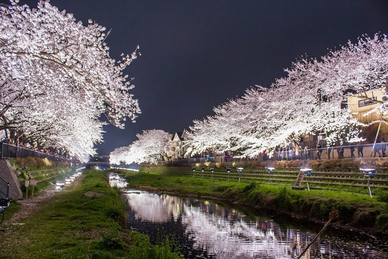 ２０１５年の 野川 桜ライトアップ 調布市 は４月２日 木 一夜限り３時間限りの夜桜ファンタジー アイ サラマッポ In フィリピン ジャパン