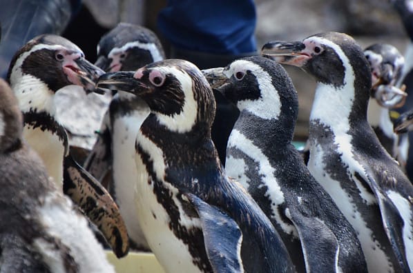秋の水族館 ９ ペンギン カエサルの世界