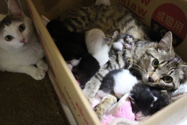 保護した親子猫と 静岡県焼津市の猫のボランティア団体 ネコ会 の代表ブログ 気ままに にゃん