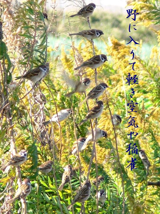 いなすずめ(稲雀・写真俳句) - MAICOの 「 あ ら か る と 」