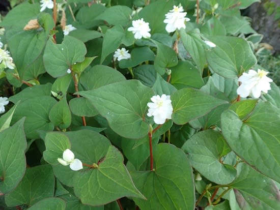 八重のどくだみの花 花ものがたり