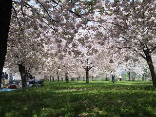 小布施の桜 日々好日 いちよう