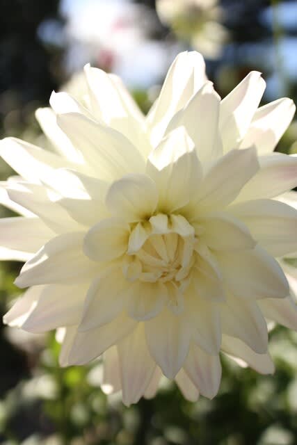 白一色の清いダリア 白影 ダリア シリーズ 161 野の花 庭の花