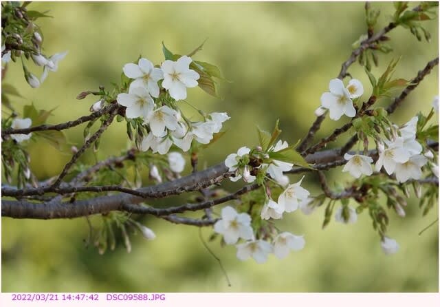 オオシマザクラ 早咲の大島桜 都内散歩 散歩と写真