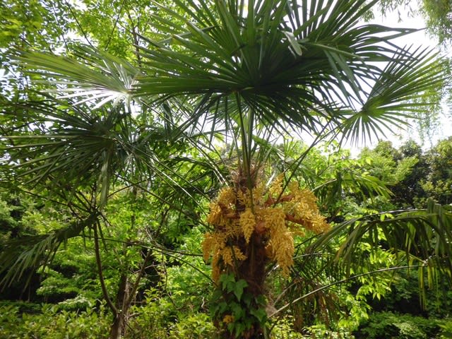 シュロ 棕櫚 の花 19 花熟里 けじゅくり の静かな日々