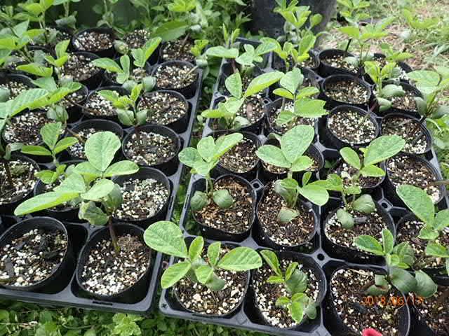 病気のジャガイモ跡地には緑化断根挿し木の枝豆を植えてみよう 秘伝と丹波の黒豆 畑 野菜の記録