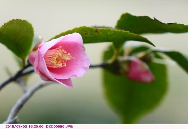 ツバキ 椿 小さいピンクの花 散歩写真