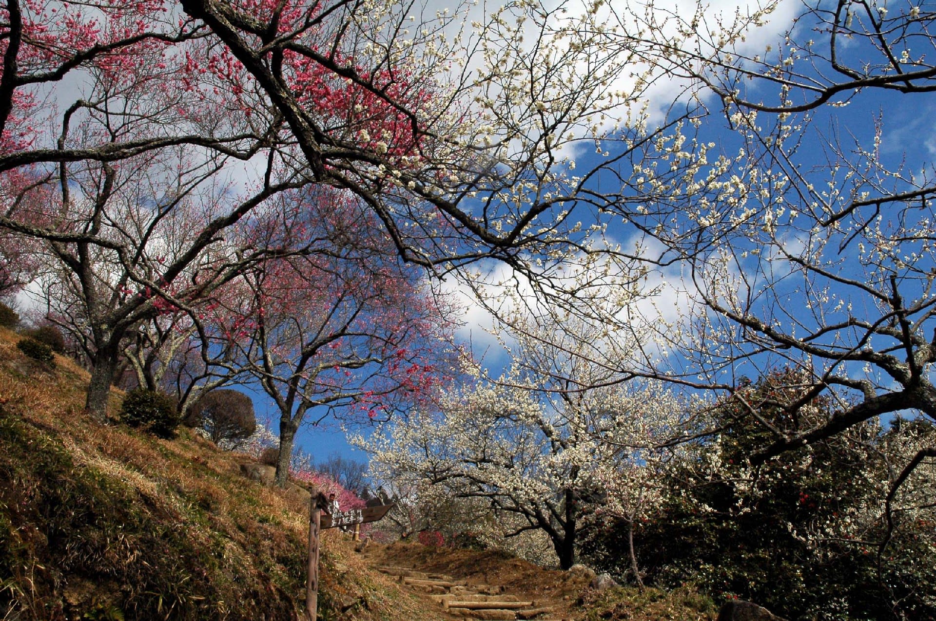 筑波山 梅林の開花状況（3月6日） 紅梅満開、白梅7分咲き ふるさとは誰にもある。そこには先人の足跡、伝承されたものがある。つくばには