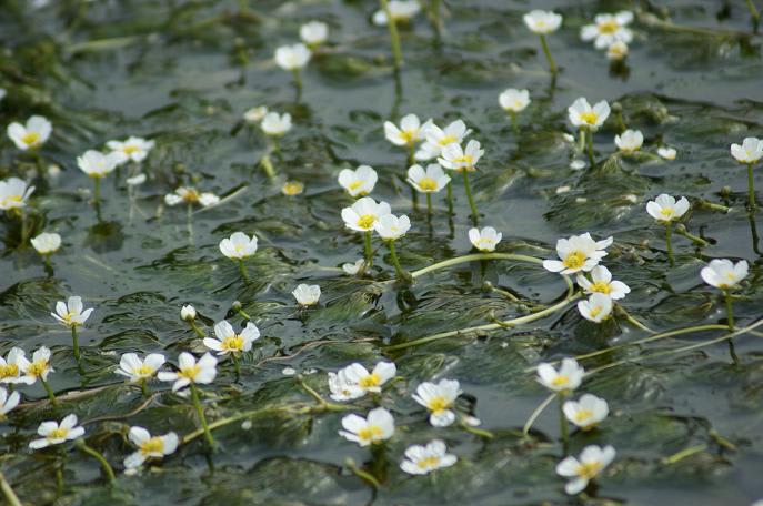 立ち上がる梅花藻に風ふれたがる ひとむらの梅花藻に水さからはず 激流の梅花藻なれど流されず 鴻風俳句教室 立ち上がる梅花藻に風ふれたがる ひとむらの梅花藻に水さからはず 激流の梅花藻なれど流されず 鴻風俳句教室
