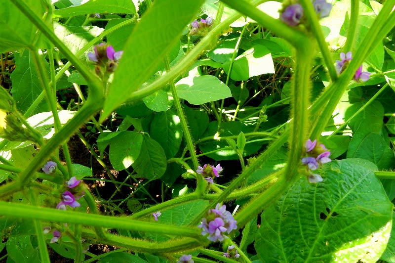 ダイズ 大豆 枝豆 の花 里山の花