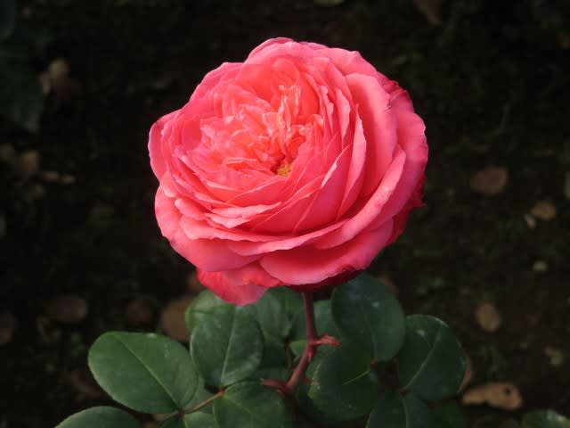 サーモンピンクの豪奢なバラ ピンク パンサー 薔薇シリーズ63 野の花 庭の花