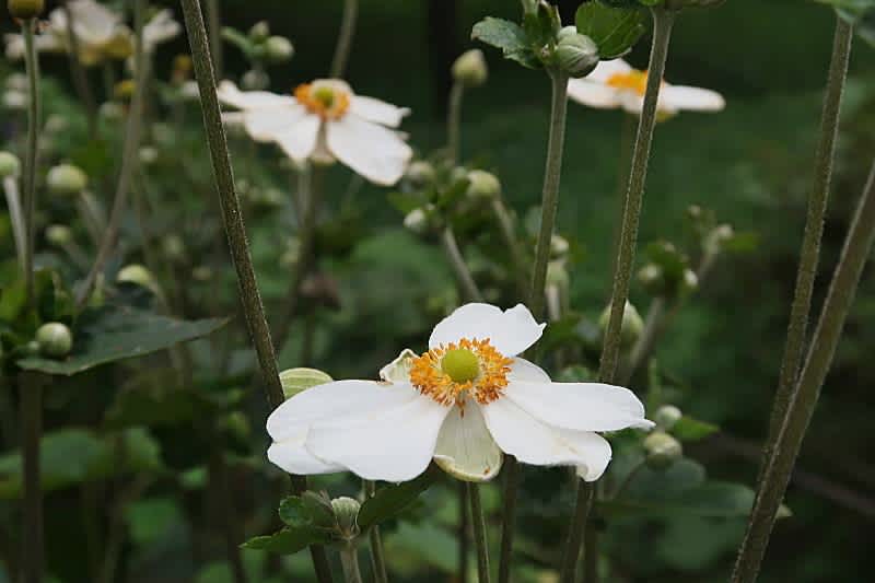 季節の花 のブログ記事一覧 東十条探偵団2 季節の花 のブログ記事一覧 東十条探偵団2