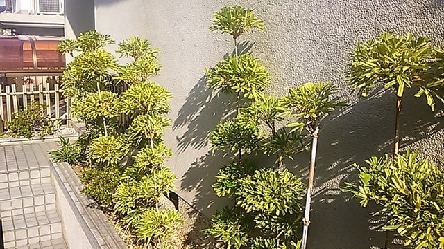 竹の剪定チョット違う 庭木の剪定屋さん 竹の剪定チョット違う 庭木の剪定屋さん