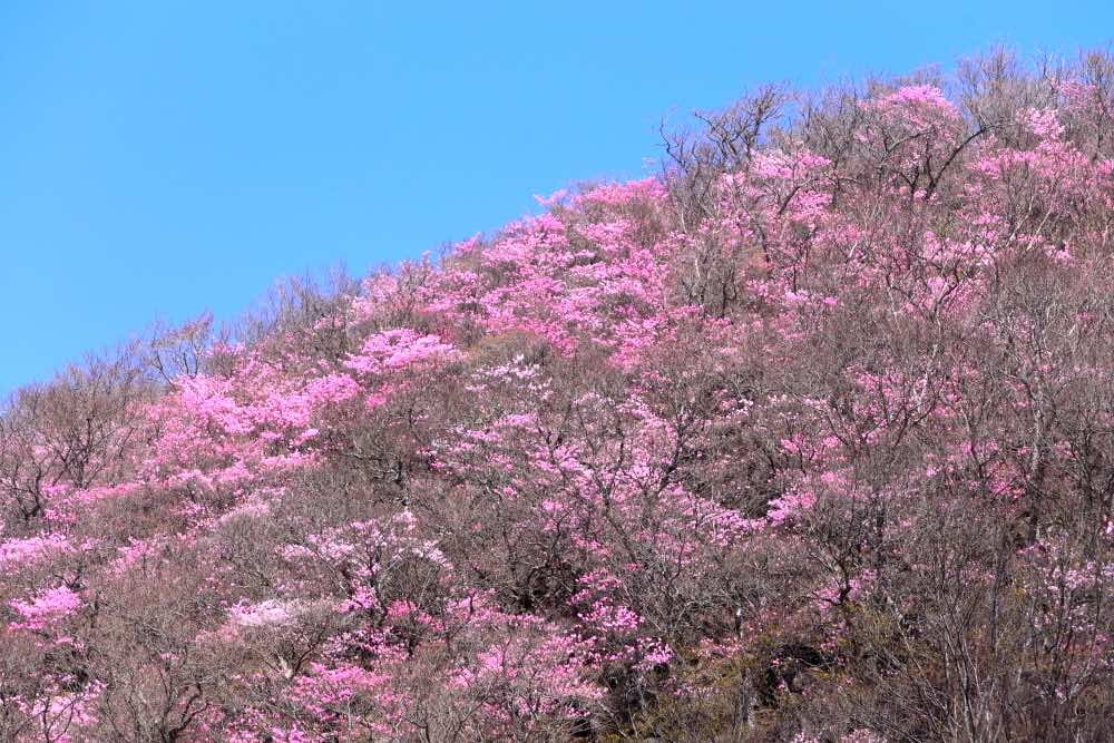アカヤシオで彩られた篭山 赤城山にて 19年5月 花と低山を目指して