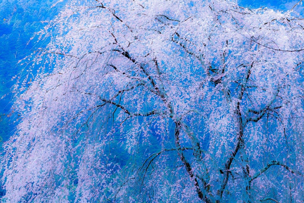 久遠寺西谷の枝垂桜の写真