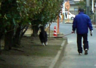 愛犬の散歩（その２）