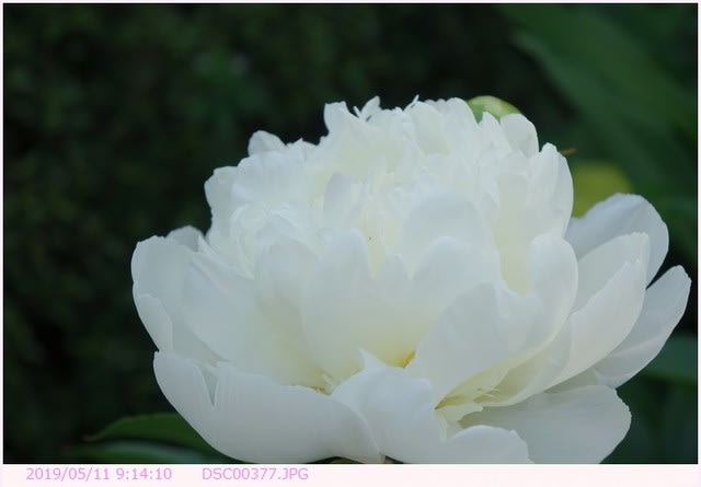 シャクヤク 〈白い花〉 - 散歩写真