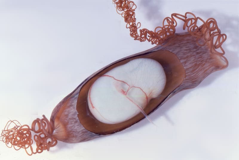 魚の卵 ｆ トラザメ ナヌカザメ 長い蔓 つる で絡 から まる Kmitoh 春夏秋冬