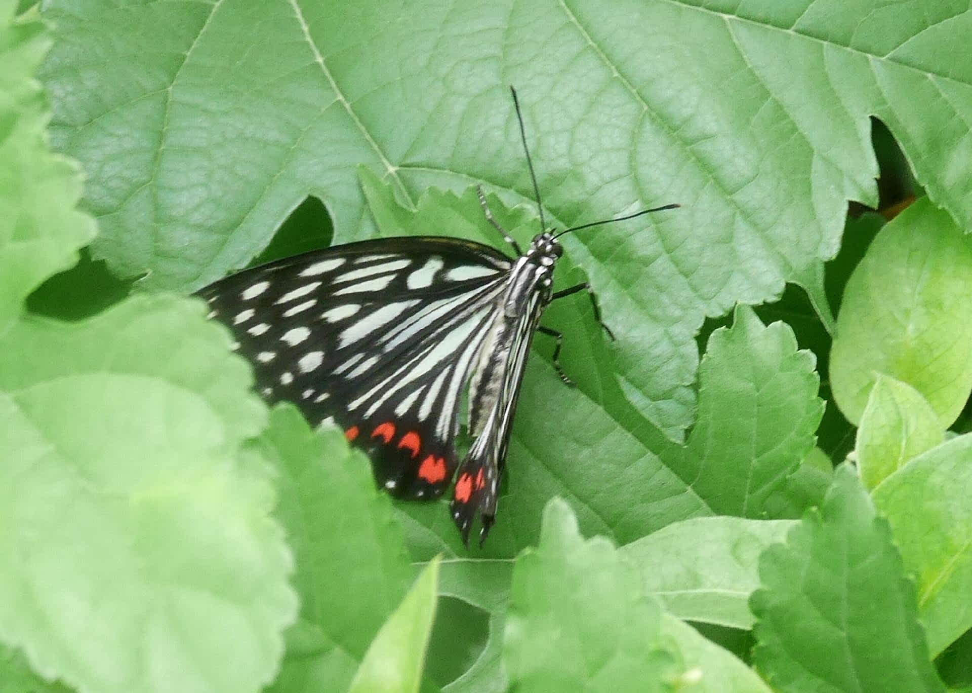 キレイだけれど要注意外来生物 江戸から東京人