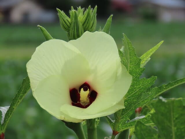 野菜の花　オクラ（秋葵）