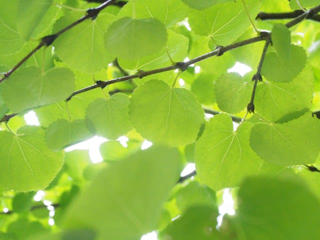 カツラ 8 ユキノシタ目 多摩ニュータウン植物記ｐａｒｔ５