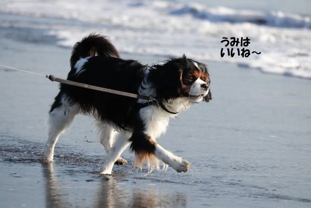 懲りないね りん は ゞ 海岸散歩 愛犬まるのつぶやき日記