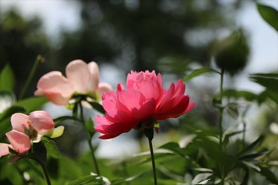 R_20160517IMG_5675.JPG