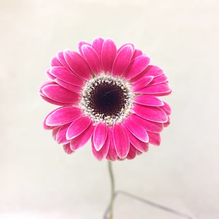 マイクロガーベラ 花のある生活