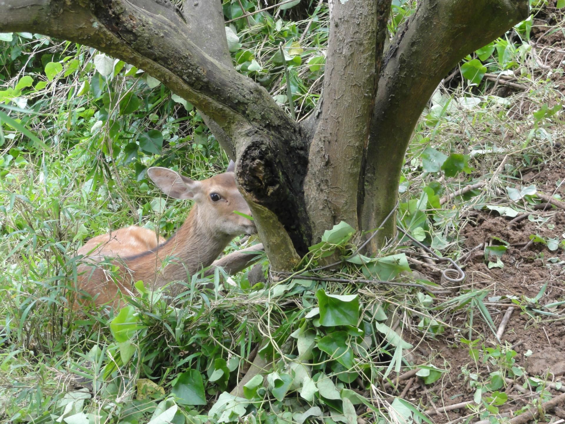 久し振りのシカ解体 アブノーマル画像にご注意 猪太郎ブログ