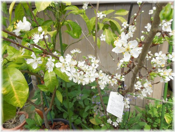 鉢植えの実のなる樹 試行錯誤の家庭菜園