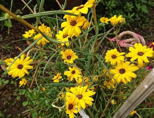 夏の終わりを象徴する花達 ミミママの感謝と有難うのブログ
