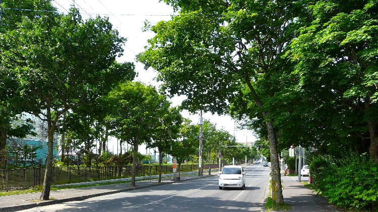 釧路市内の街路樹管理はどうなっているのだ タックの庭仕事 黄昏人生残日録