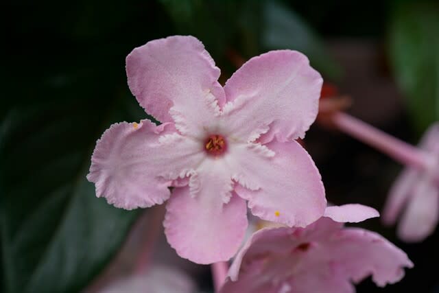 秋 冬の花 匂い桜 ルクリア 田舎へ行ってご 見てご