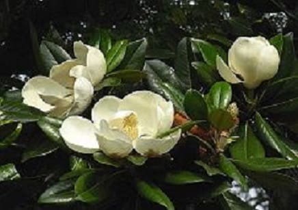 泰山木の白い花とマグノリアの閑話 吉澤兄一のブログ