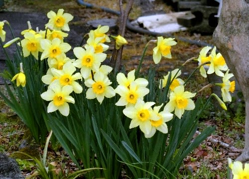 早春を彩る上品な花 スイセンの仲間 花と徒然なるままに