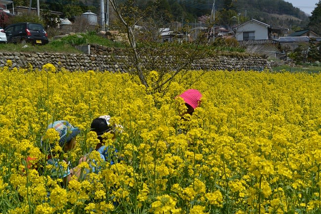菜の花畑に 第1回おびなツーリズム 甲府市観光課スタッフblog 菜の花畑に 第1回おびなツーリズム 甲府市観光課スタッフblog