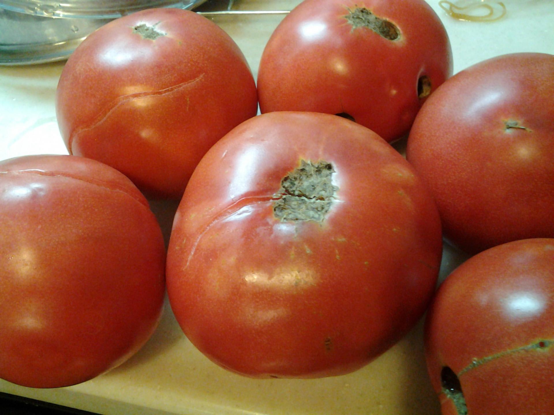 傷んだトマト トマトケチャップになりました れいちゃんのお庭散歩 番外編