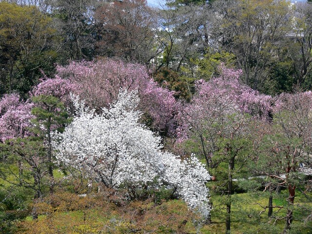 天守閣跡に登り桜園の方角を望めば桜花爛漫