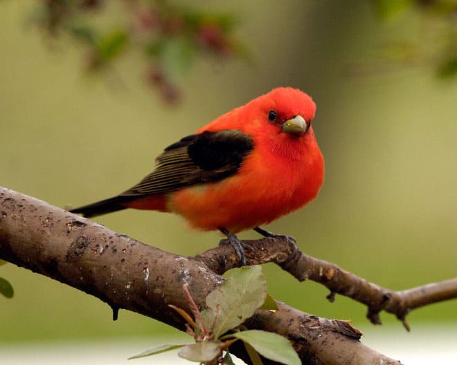 こんな小さな赤い鳥も 清水正廣のバードカービング アート