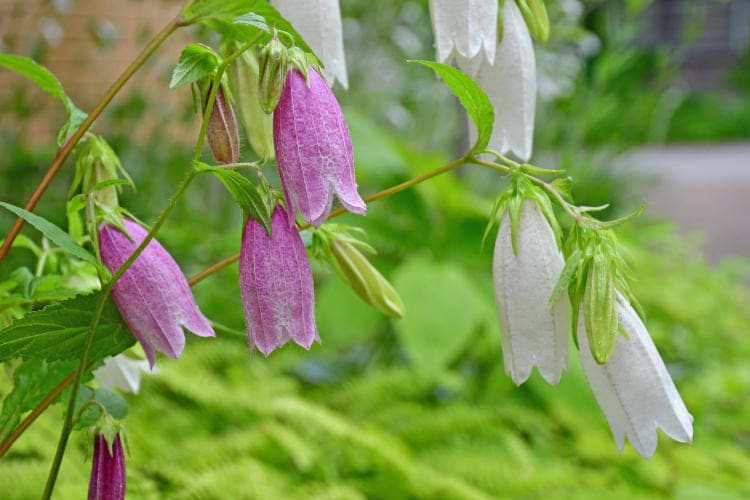 梅雨時の庭花 年6月下旬 7月上旬 モウズイカの裏庭２