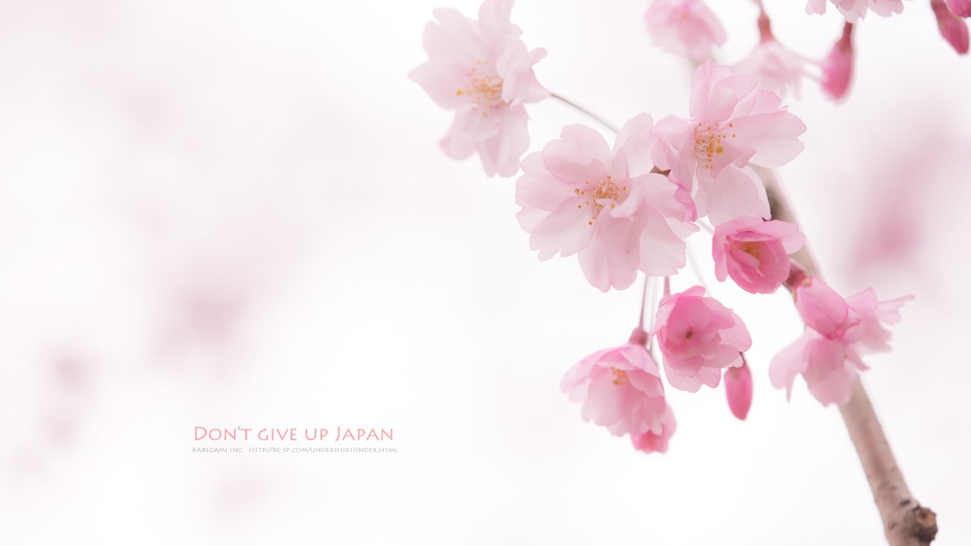 ピンクの桜 壁紙ing管理人の写真ブログ