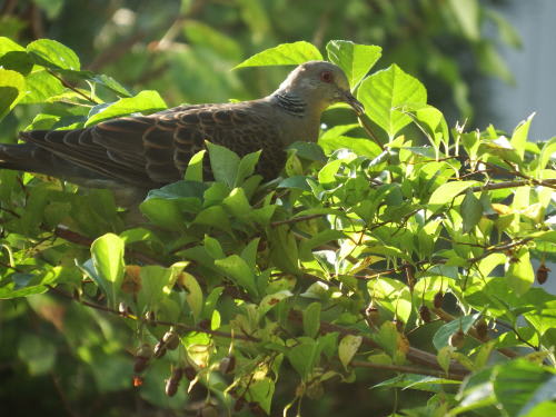 エゴノキの種を食べに来たキジバト（雉鳩）