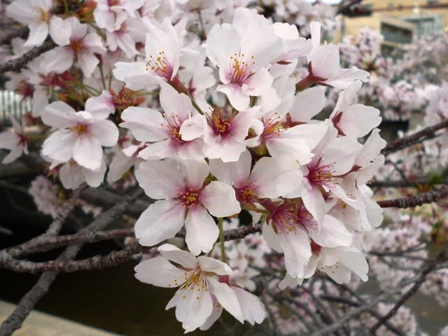 芦屋川河畔 桜並木 流浪オヤジの探検日記