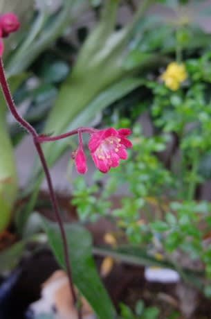 ツボサンゴ 細長い茎に鈴なりの小花を咲かせるユキノシタ科の花は5月30日の誕生花 Aiグッチ のつぶやき
