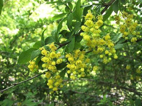 Japanese berberry