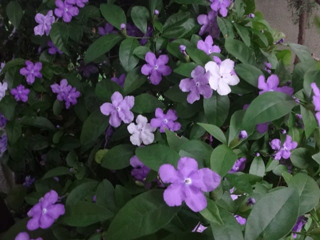 紫白花5月