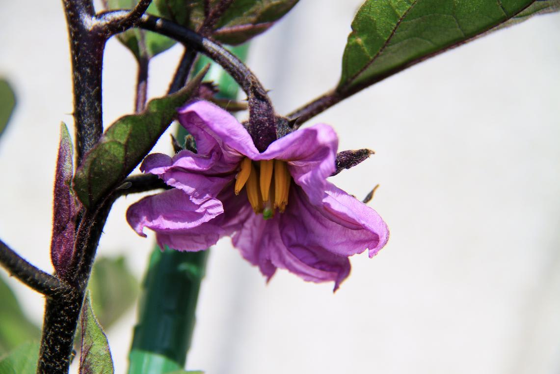 ポット菜園と挿し芽の画像