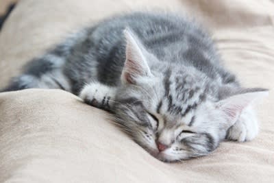 猫のかわいい寝顔 アメショのアメリ